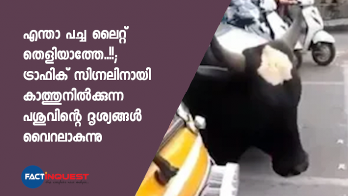 പാലിക്കാൻ മനുഷ്യന്മാർ പലപ്പോഴും മറക്കുന്ന നിയമങ്ങളാണ് മൃഗങ്ങൾ പോലും അനുസരിക്കുന്നതെന്ന കുറിപ്പോടെ നടി പ്രീതി സിന്റയാണ് തന്റെ ട്വിറ്റർ പേജിലൂടെ ദൃശ്യങ്ങൾ പങ്കുവെച്ചത്.