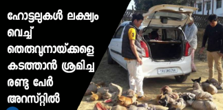 stray dog business