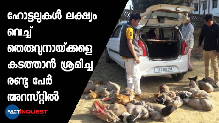 stray dog business