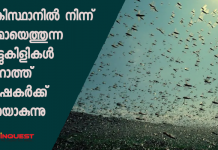 പാകിസ്ഥാനില് നിന്ന കൂട്ടമായെത്തുന്ന വെട്ടുകിളികൾ ഗുജറാത്ത് കര്ഷകര്ക്ക് വിനയാകുന്നു locust invasion