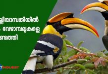 hornbills