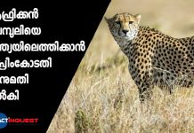 The Supreme Court allows Centre to bring African cheetah to suitable wildlife habitat in India