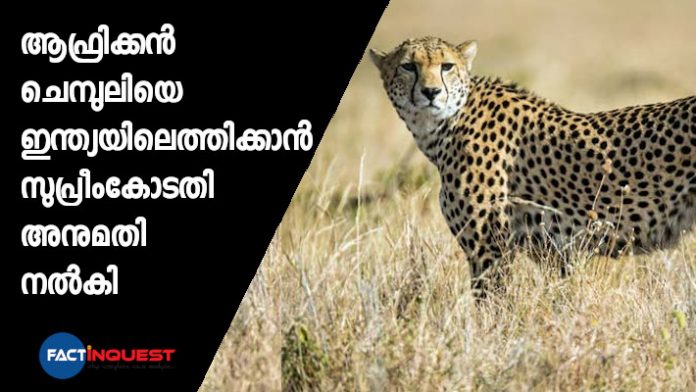 The Supreme Court allows Centre to bring African cheetah to suitable wildlife habitat in India