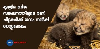 Two cheetah cubs were born for the first time by IVF