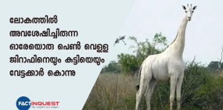 Kenya's rare white female giraffe killed by poachers