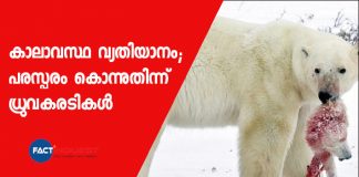 Polar Bears Are Forced To Eat Their Children