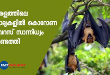 bats found corona positive in kerala