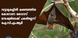 virus found in bats are not causing covid says ICMR