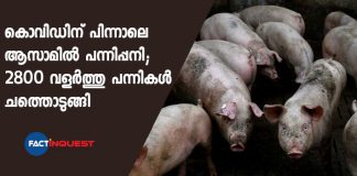 Assam Becomes Epicentre Of African Swine Fever In India As 2,800 Pigs Die
