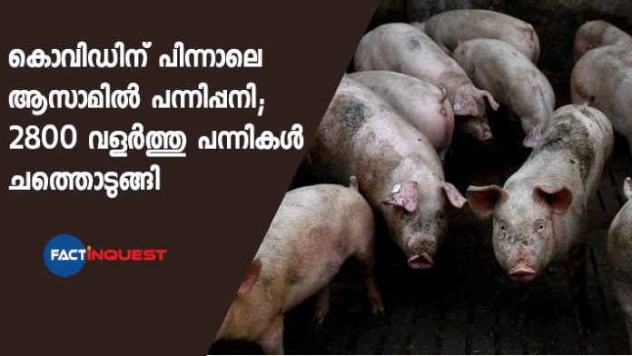 Assam Becomes Epicentre Of African Swine Fever In India As 2,800 Pigs Die Assam Becomes Epicentre Of African Swine Fever In India As 2,800 Pigs Die