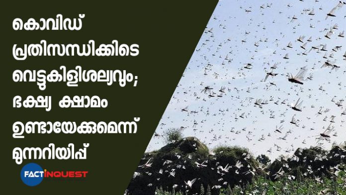 Locust swarm invasion warnings issued for Punjab, Haryana, govts brace to prevent damages