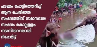 elephant death