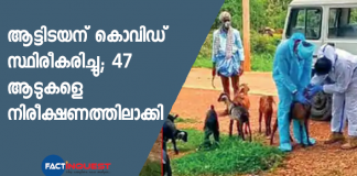 47 goats quarantined after goatherd tests COVID positive in Karnataka