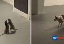 Woman Captures Hilarious Video Of A Cat Watching Two Rats Fight