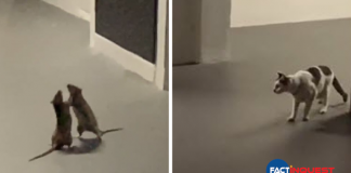 Woman Captures Hilarious Video Of A Cat Watching Two Rats Fight