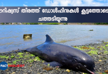 Oil not found in dead Mauritius dolphins - preliminary autopsy