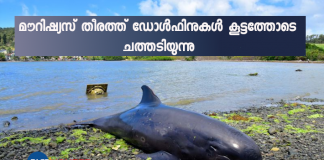 Oil not found in dead Mauritius dolphins - preliminary autopsy
