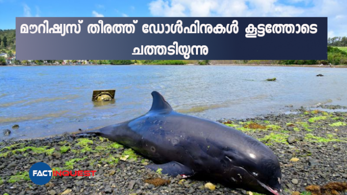 Oil not found in dead Mauritius dolphins - preliminary autopsy