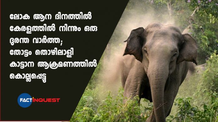 plantation worker killed in an elephant attack on Kerala