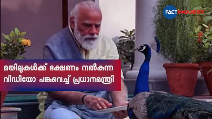 PM Narendra Modi shares video of 'precious moments' feeding peacocks during morning routine of exercises