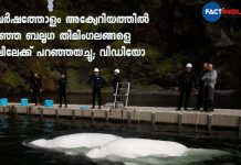 After Years In Captivity, Beluga Whales Return To The Sea