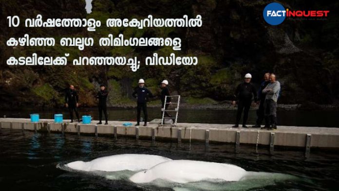 After Years In Captivity, Beluga Whales Return To The Sea