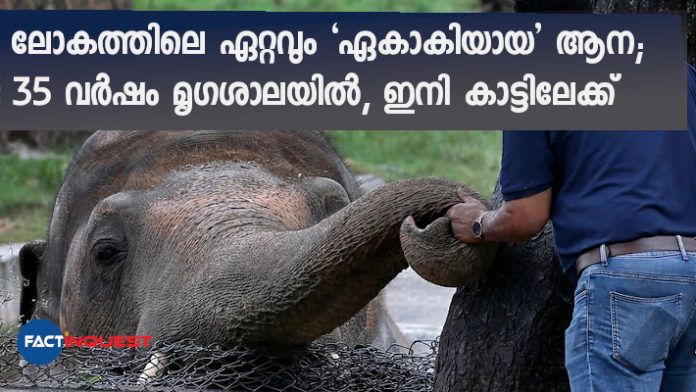 World’s loneliest elephant allowed to leave the zoo for a better life