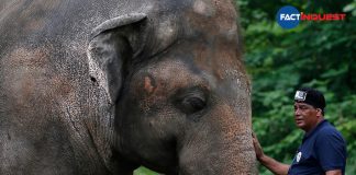 'World's loneliest elephant' heads to Cambodia after Cher campaign
