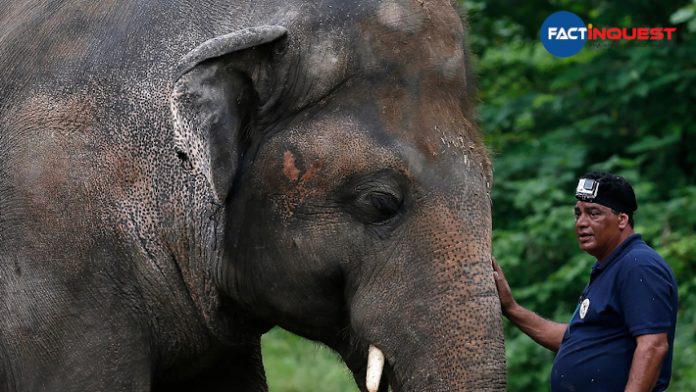 'World's loneliest elephant' heads to Cambodia after Cher campaign