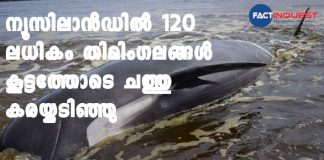 More than 120 whales die in a mass stranding on the Chatham Islands