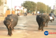 MP: Buffaloes dung fell on road, GMC slaps Rs 10,000 fine on dairy operator