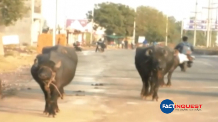 MP: Buffaloes dung fell on road, GMC slaps Rs 10,000 fine on dairy operator