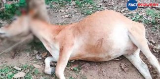 cruelty to the pregnant cow in Pathanamthitta