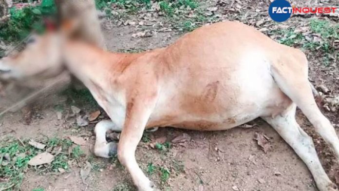 cruelty to the pregnant cow in Pathanamthitta