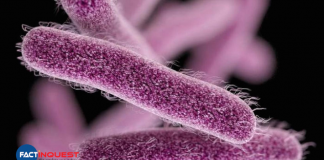 shigella confirmed in Kozhikode