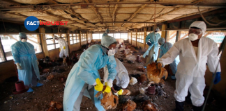birds flu to more countries