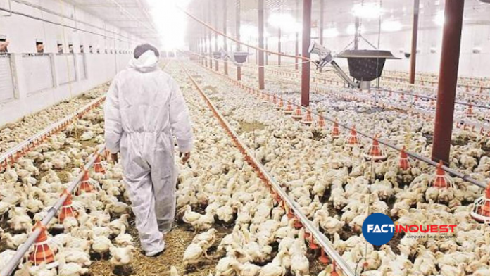 bird flu government aid for farmers