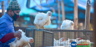 Central team takes stock of bird flu situation