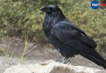 Over 150 Crows Found Dead In Jammu Region Triggering Bird Flu Scare
