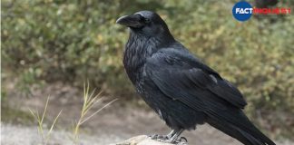 Over 150 Crows Found Dead In Jammu Region Triggering Bird Flu Scare