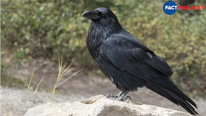 Over 150 Crows Found Dead In Jammu Region Triggering Bird Flu Scare