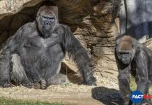 Gorillas test positive for coronavirus at San Diego park in the US