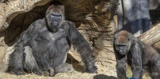 Gorillas test positive for coronavirus at San Diego park in the US