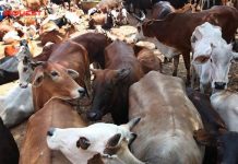 Govt. to hold national voluntary online exam on cow science on Feb. 25