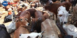 Govt. to hold national voluntary online exam on cow science on Feb. 25