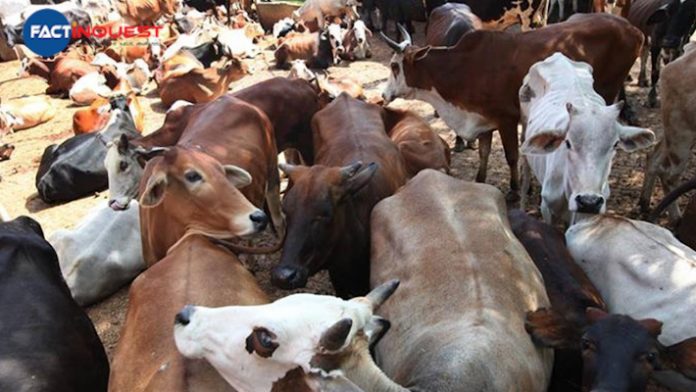Govt. to hold national voluntary online exam on cow science on Feb. 25