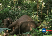 elephant found dead in kallar one arrested