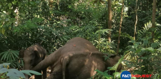 elephant found dead in kallar one arrested