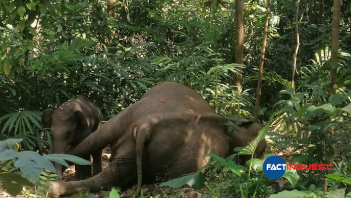 elephant found dead in kallar one arrested